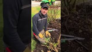 Pruning an old Rose Bush [upl. by Darrick832]