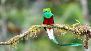 A most amazing bird  the one and only Resplendent Quetzal [upl. by Ydnal]