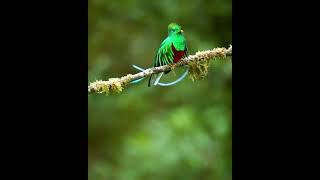 Resplendent Quetzal Bird [upl. by Hermes285]