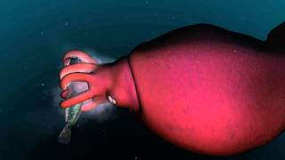 Mysterious world of the colossal squid [upl. by Yrram]