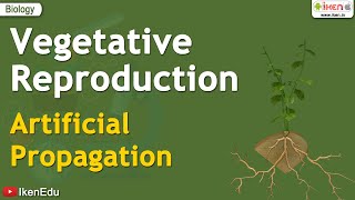 Vegetative Reproduction  Artificial Propagation  iKen  iKen Edu  iKen App [upl. by Keelby]