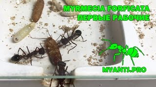 Развитие Мирмеции Myrmecia forficata [upl. by Werbel]