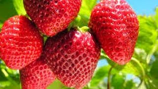 Cómo Cultivar Fresas en Colombia  TvAgro por Juan Gonzalo Angel [upl. by Froma66]