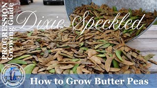 How to Grow Butter Peas A Comprehensive Guide PROGRESSION [upl. by Pet]