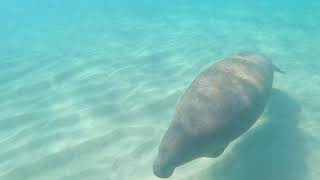 Manatí en Aguadilla Puerto Rico [upl. by Idmann695]