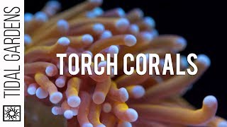 Torch Coral Care Tips [upl. by Ellwood355]