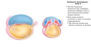 Embryonic development  Week 4 [upl. by Htrag]