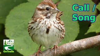 Song sparrow singing  call sounds  Bird [upl. by Teillo]