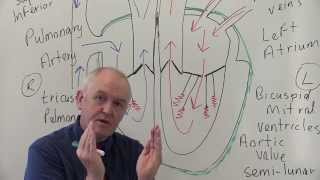 Cardiovascular System 1 Heart Structure and Function [upl. by Callan]