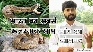 Russells viper Highly Venomous Deadly Venomous Russells viper Most Dangerous Snake Murli Wale [upl. by Bertila]