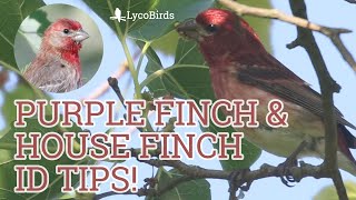 Purple Finch vs House Finch  Bird Identification [upl. by Cirded]