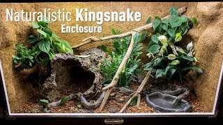 Setting up a Naturalistic Kingsnake Enclosure [upl. by Fremont]