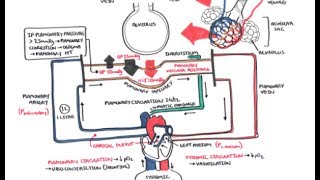 Pulmonary Vascular Physiology Pressure and Hypertension [upl. by Gastineau]