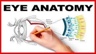 Eye Anatomy and Function  Made Easy [upl. by Odlabso]