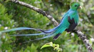 Amazing Resplendent quetzal [upl. by Shelden945]