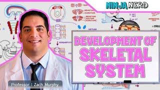 Embryology  Development of Skeletal System [upl. by Herminia]