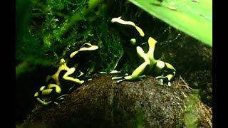 Dendrobates Auratus X Leucomelas Hybrid Poison Dart Frogs [upl. by Torrell]