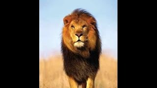 Les lions Africain Documentaire Animalier i [upl. by Llessur]