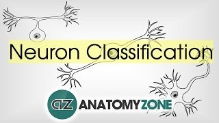 Neurons Types and Classification [upl. by Duax]