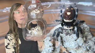 3 EASY DIY JUMPING SPIDER ENCLOSURES and jumpy rehousings [upl. by Dianuj531]