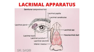 Lacrimal Apparatus  Complete Anatomy  Innervation  Clinicals [upl. by Bubb]