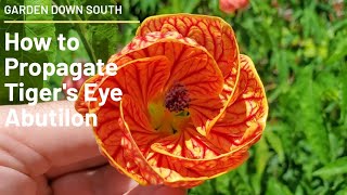 How To Propagate Tigers Eye Abutilon [upl. by Halverson]