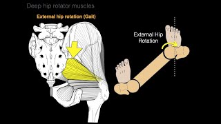 Deep hip rotator muscles [upl. by Ordnas]