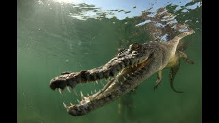 Swimming with Salt Water Crocodiles [upl. by Lalita744]