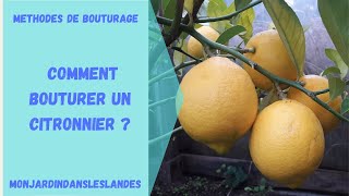 Comment bouturer un citronnier   Monjardindansleslandes [upl. by Rosalee]