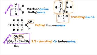 Amines and Amides [upl. by Bala]