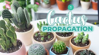 HOW TO PROPAGATE CACTUS EASY amp FAST [upl. by Tsnre]