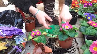 Repotting and care for primulas [upl. by Azil]