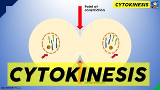 Cytokinesis in animal cell [upl. by Masao]