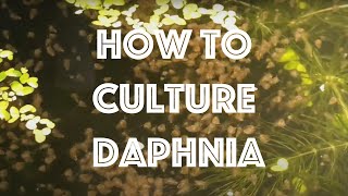 How To Culture Daphnia Magna [upl. by Sillig]