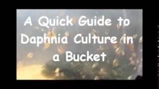 How to culture daphnia outside [upl. by Lledo]