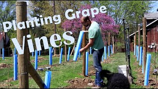 How to Plant Wine Grapes [upl. by Yehus]