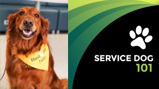 Service Dogs 101 [upl. by Tabbatha]