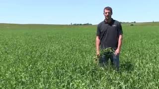 How To Know When To Harvest Pea and Oat Field [upl. by Georas]