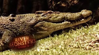 Saltwater VS Freshwater Crocodiles  CROCODILE  River Monsters [upl. by Ahsimit]