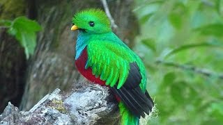 Resplendent Quetzal Pharomachrus mocinno [upl. by Noteloc943]