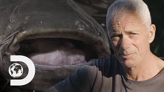 Is The Lake Garda Monster A Wels Catfish  Jeremy Wades Dark Waters [upl. by Sinned]