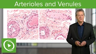 Arterioles amp Venules Main Differences – Histology  Lecturio [upl. by Eiraminot]