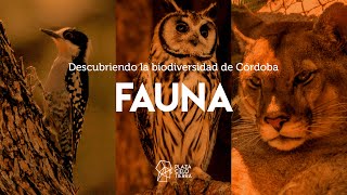 DESCUBRIENDO LA BIODIVERSIDAD DE CÓRDOBA Fauna [upl. by Brade]