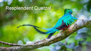 Resplendent Quetzal nesting  Costa Rica [upl. by Simara]