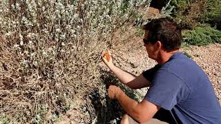 Texas Sage Bush Trimming EASY garden [upl. by Anoniw102]