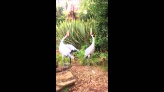 Brolga trumpeting [upl. by Gies]