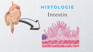 Histologie de lintestin [upl. by Etnoj185]