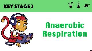 Anaerobic Respiration [upl. by Ahsined552]