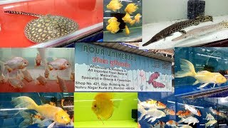 AQUA UNIVERSAL KURLA FISH MARKET [upl. by Zilef]