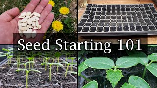 How To Start Vegetable Seeds  The Definitive Guide For Beginners [upl. by Tnelc]